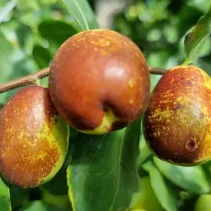 보은 햇 사과대추 2kg 대과