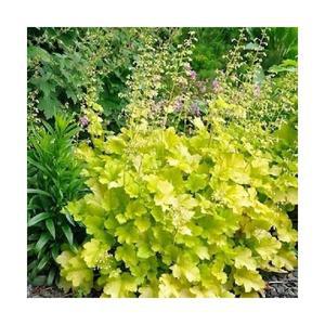 휴케라 라임마멀레이드 중품 노지월동다년초 잎관상식물 규격15cm포트 꽃풍경