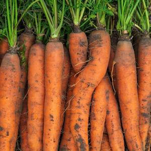 국내산 제주도 구좌 흙당근 특 5kg