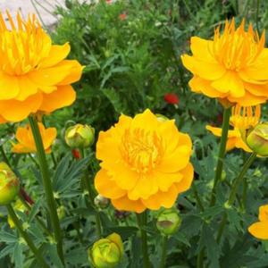 백두산 금매화 2개묶음 꽃모종 노지월동 다년초 여름꽃 야생화 B01