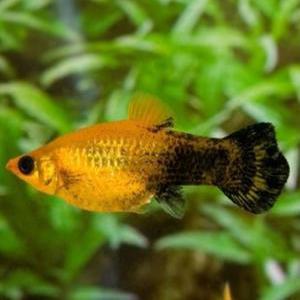 [힘찬열대어] 골드더스트 몰리 4마리