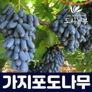 포도나무 묘목 가지포도 (블랙사파이어) 삽목1년특묘/도시같이