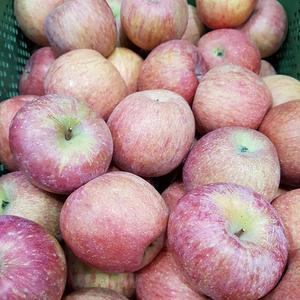 못난이사과 문경사과 부사 사과 가정용 꼬마과 10kg 경북사과