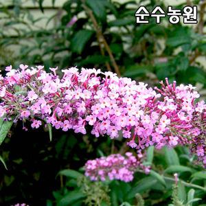 붓들레아나무 묘목(핑크딜라이트) 12cm포트 1개/꽃나무/생울타리, 군식