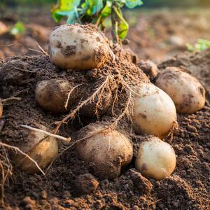 국내산 강원도 제철 수미감자 왕특대 5kg