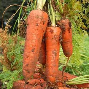 [오늘의채소] 못난이 쥬스용 흙당근 10kg