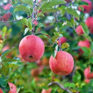 밀양 얼음골사과 3kg / 정품 중과 10과 내외