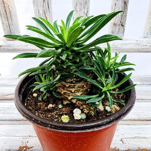 에덴플랜트 괴마옥 지름10cm포트 파인애플 선인장 아프리카 키우기쉬운식물 다육