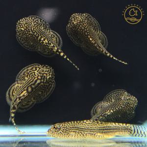 힐스트림 로치 1마리 가오리비파