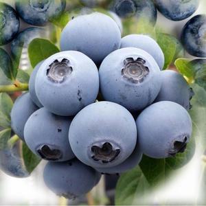 항공입고 생 블루베리 14-16mm 1kg (125g x 8팩)