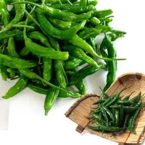 청양고추 오이고추 풋고추 꽈리고추 1kg