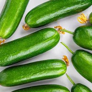 [산해직송]국내산 미니 오이 4kg