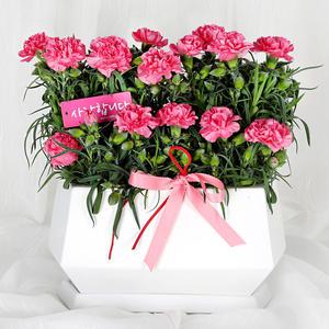 당일 꽃배달 카네이션 감사화분 카네이션 꽃바구니 생화 배달 D690