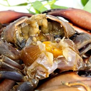 심쿵밥도둑 국내산 돌게장 간장게장 2kg