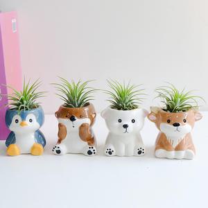 벌레 걱정 없는 이오난사 + 귀여운 동물 미니 화분 4종세트 공기정화식물 승진 개업 집들이