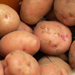 햇 홍감자 대 10kg 자색 카스테라 붉은 빨간감자 특