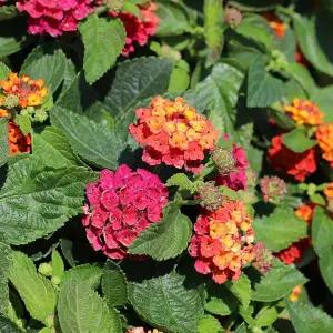 화려하고 난타나 아름다 일곱빛깔 란타나1+1 칠변화