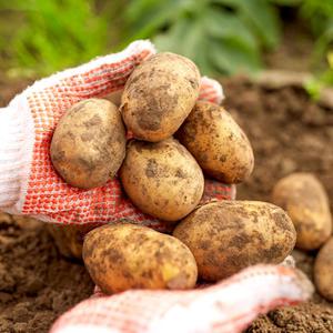 [천사푸드] 전남 햇 수미감자 대 5kg