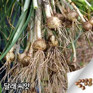 달래 씨앗 300알 채소씨앗 야채 종자 종패 종폐