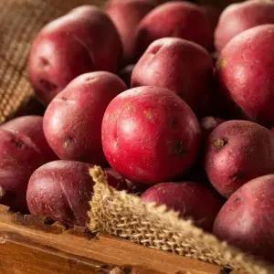 국내산 카스텔라 홍감자 5kg (대)