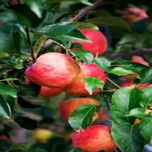 꿀당도 14brix 프리미엄 햇 아리수사과 가정용 B급 3kg, 1박스