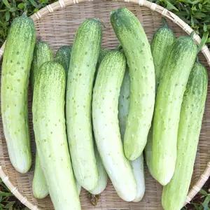 국내산 백다다기오이 2kg(11개내외)/특품/GM