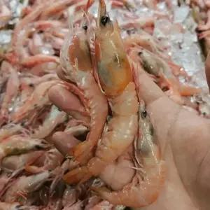 싱싱햇 국산 달마새우 생새우 생물 달마 새우 1kg