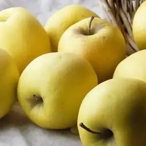 가정용 시나노골드 황금사과 2kg(14-17과)/꼬마과
