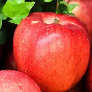 청송사과 2kg 중과 8-10과