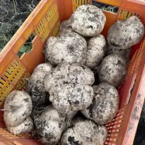 아삭 다이어트식단 얌빈! 제주 히카마 감자 로얄 8kg - 샐러드 생으로