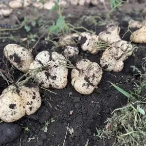 아삭이 생으로 먹을수있는 제주 히카마 감자 로얄 5kg 얌빈 식단