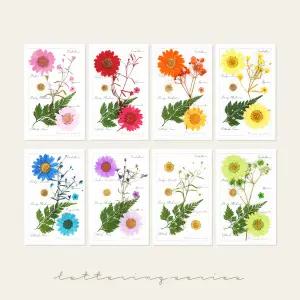 프레스코21 압화종합팩 프리미엄 레터링시리즈 모음