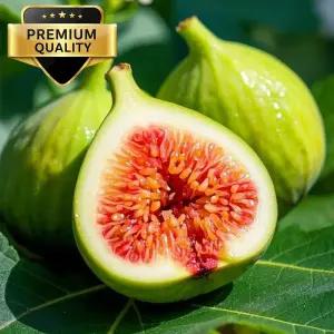 초고당도 해풍맞은 프리미엄등급 청무화과 500g~1.2kg