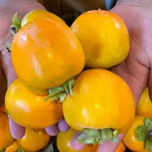 자연숙성 달콤과일 국내산 둥시감 곶감용 10kg 소과(101-120과)