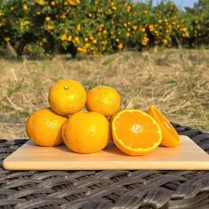 제주도 감귤 노지 제주 귤 조생 가정용 선물용 못난이 3kg 5kg 10kg