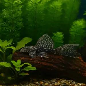 블랙안시 롱핀 2마리