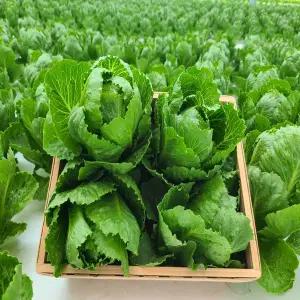 승표네 싱싱한 샐러드 채소 유러피안 다이어트 식단 도시락 3종 로메인 버터헤드 카이피라