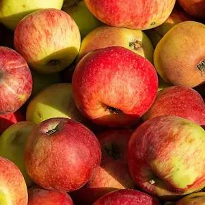 [딜픽]안동 감홍 사과 소과 23-28과 5kg내외 미색/못난이