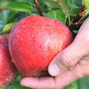 가정용 문경 감홍사과 맛보기 2kg