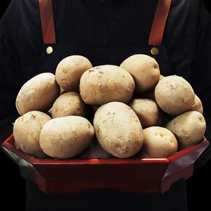 국내산 25년 햇 두백감자 10kg 중