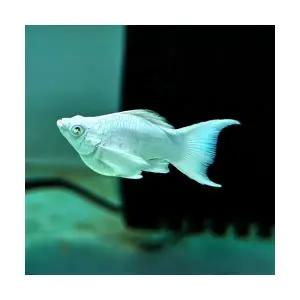 [주니멀열대어]키우기쉬운[난태생 송사리] 플래티넘 벌룬몰리 보석눈 1쌍관상어