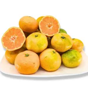 서귀포 효돈 감귤 노지 하우스 새콤달곰 밀감