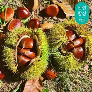[품질보장] 25년 첫 수확 부여밤 알밤 2kg 중 / 찜용