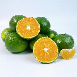 제주출하 새콤달콤 햇 극조생감귤 4.5kg~
