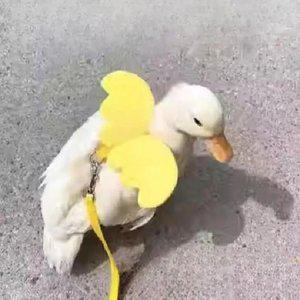 오리 목줄 닭 거위 조류 산책 야외 하네스 애완 동물 훈련 리드 끈 외출