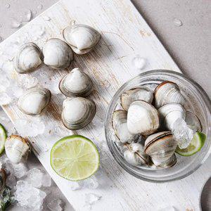 [행사 7,830] 충남 서천 동죽 1kg 조개 해감 후 발송 활조개