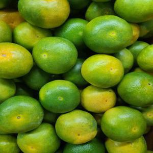 우리들의식탁 제주 서귀포 극조생 감귤 10kg 2L