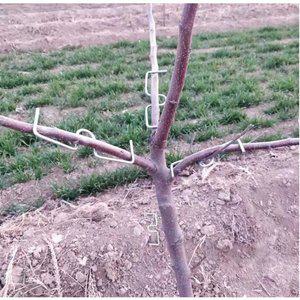 과일나무 유인추 고정 클립 고리 배 사과 철사 가지 유인줄