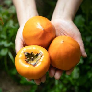 꿀덩어리 대봉감 10kg 홍시용 곶감용