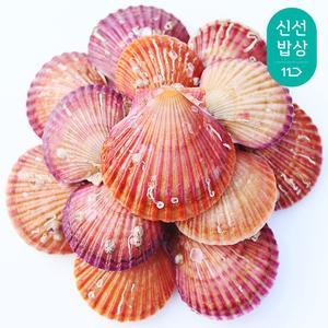 통영 장보고닷컴 제철 가리비 2kg / 특 상품 KG 25미 내외 세척·선별